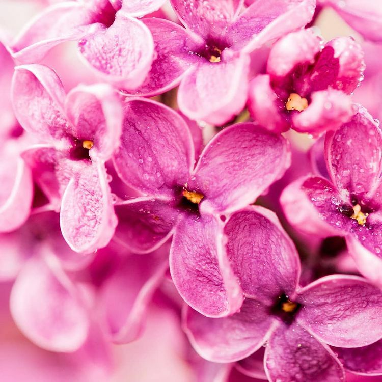 دربدر ساقی و اسیر میخونه ها